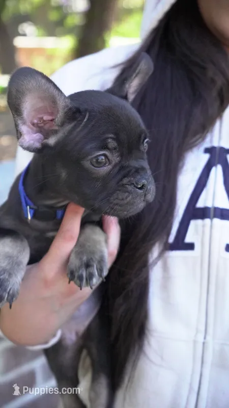 Chapo – French Bulldog puppy for sale in Los Angeles, CA