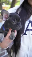 Chapo, a male French Bulldog for sale in Los Angeles, CA – 1 of 3