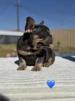 Ted, a male French Bulldog for sale in Monahans, TX – 2 of 2