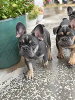 Atlas pet only, a female French Bulldog for sale in Monahans, TX – 6 of 6