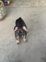 Ted Pet only, a male French Bulldog for sale in Monahans, TX – 5 of 5