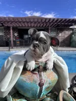 Smalls, a male French Bulldog for sale in Monahans, TX – Photo 7 of 10