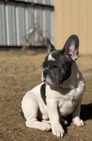 Smalls, a male French Bulldog for sale in Monahans, TX – Photo 1 of 10