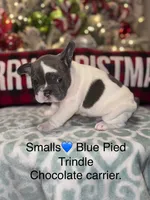 Smalls, a male French Bulldog for sale in Monahans, TX – Photo 10 of 10