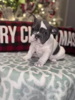 Smalls, a male French Bulldog for sale in Monahans, TX – Photo 6 of 10