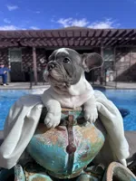 Smalls, a male French Bulldog for sale in Monahans, TX – Photo 3 of 10