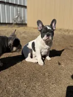 Smalls, a male French Bulldog for sale in Monahans, TX – Photo 5 of 10