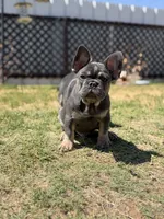 Atlas , a female French Bulldog for sale in Cleveland, TX – 4 of 4