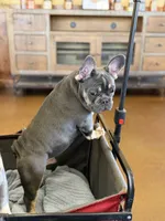 Atlas pet only, a female French Bulldog for sale in Cleveland, TX – 3 of 9