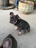 Ted Pet only, a male French Bulldog for sale in Monahans, TX – 2 of 5