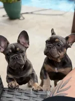 Atlas pet only, a female French Bulldog for sale in Monahans, TX – 5 of 6