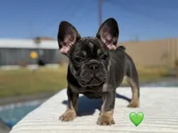 Atlas, a male French Bulldog for sale in Monahans, TX – 2 of 2