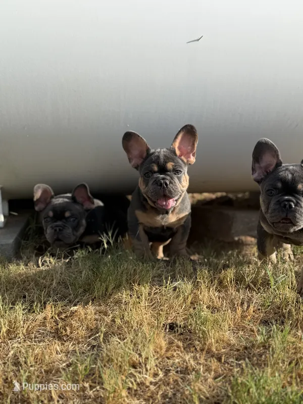 Zeus – French Bulldog puppy for sale in Monahans, TX