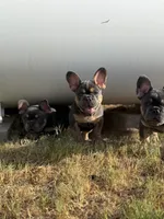 Zeus, a male French Bulldog for sale in Monahans, TX – 1 of 3