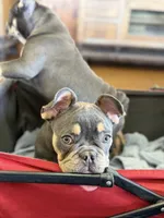 Ted Pet only, a male French Bulldog for sale in Monahans, TX – 3 of 5