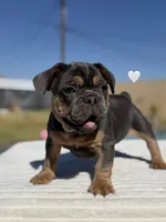 Zeus, a male French Bulldog for sale in Monahans, TX – 3 of 3