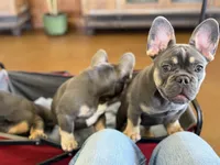 Atlas pet only, a female French Bulldog for sale in Cleveland, TX – 2 of 9