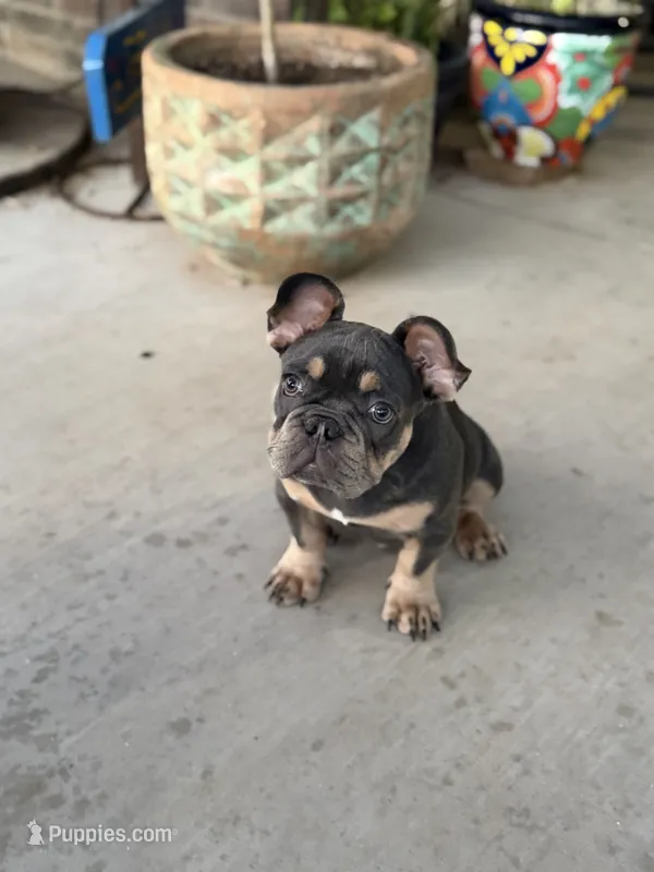 Ted Pet only – French Bulldog puppy on hold in Monahans, TX