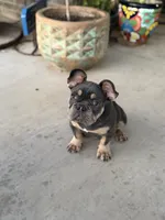 Ted Pet only, a male French Bulldog for sale in Monahans, TX – 1 of 5