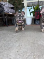 Ted pet only , a male French Bulldog for sale in Monahans, TX – 4 of 4