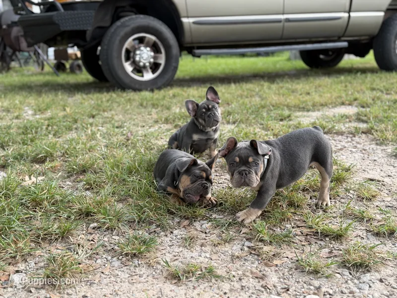 Ted pet only – French Bulldog puppy for sale in Monahans, TX