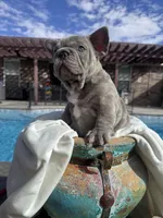 Thor, a male French Bulldog for sale in Monahans, TX – Photo 5 of 7