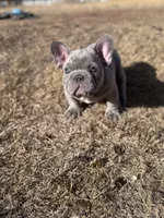 Thor, a male French Bulldog for sale in Monahans, TX – Photo 2 of 7