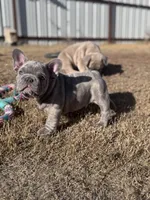 Thor, a male French Bulldog for sale in Monahans, TX – Photo 3 of 7