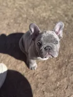 Thor, a male French Bulldog for sale in Monahans, TX – Photo 4 of 7