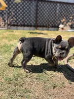 Ted pet only , a male French Bulldog for sale in Monahans, TX – 1 of 4