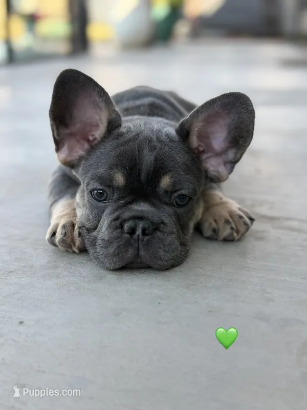 Atlas – French Bulldog puppy for sale in Monahans, TX