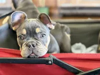 Ted Pet only, a male French Bulldog for sale in Monahans, TX – 4 of 5