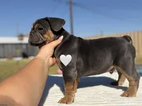 Zeus, a male French Bulldog for sale in Monahans, TX – 2 of 3