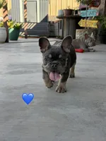 Ted, a male French Bulldog for sale in Monahans, TX – 1 of 2
