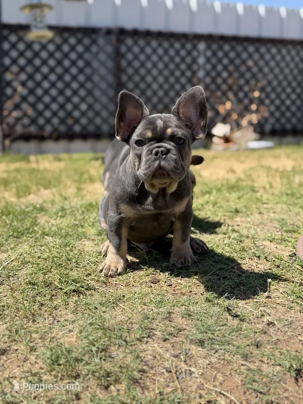 Atlas  – French Bulldog puppy for sale in Monahans, TX
