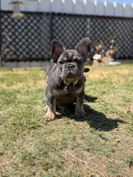 Atlas , a female French Bulldog for sale in Cleveland, TX – 1 of 4