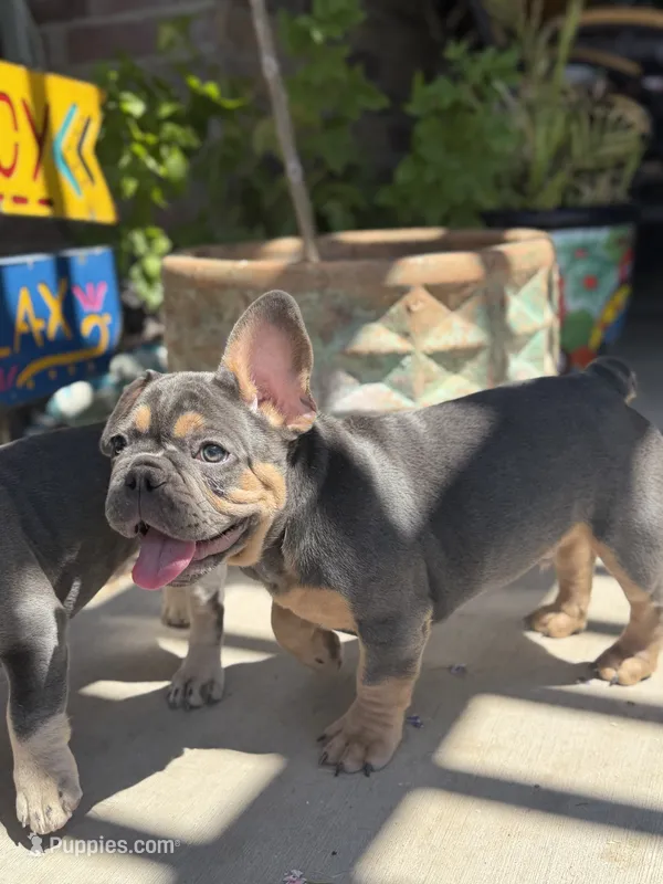 Zeus Pet only – French Bulldog puppy for sale in Monahans, TX