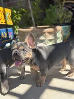 Zeus Pet only, a male French Bulldog for sale in Monahans, TX – 1 of 5