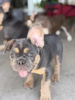 Zeus Pet only, a male French Bulldog for sale in Monahans, TX – 2 of 5
