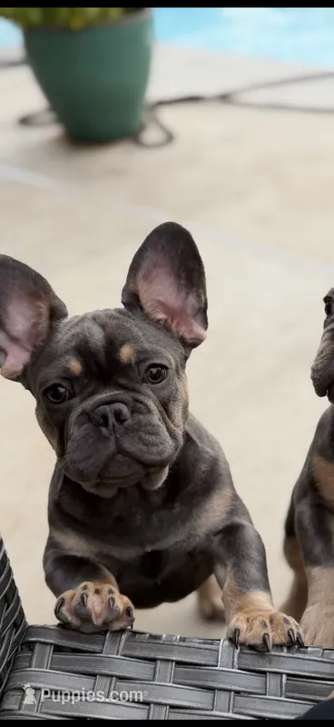 Atlas pet only – French Bulldog puppy for sale in Monahans, TX