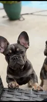 Atlas pet only, a female French Bulldog for sale in Cleveland, TX – 1 of 9