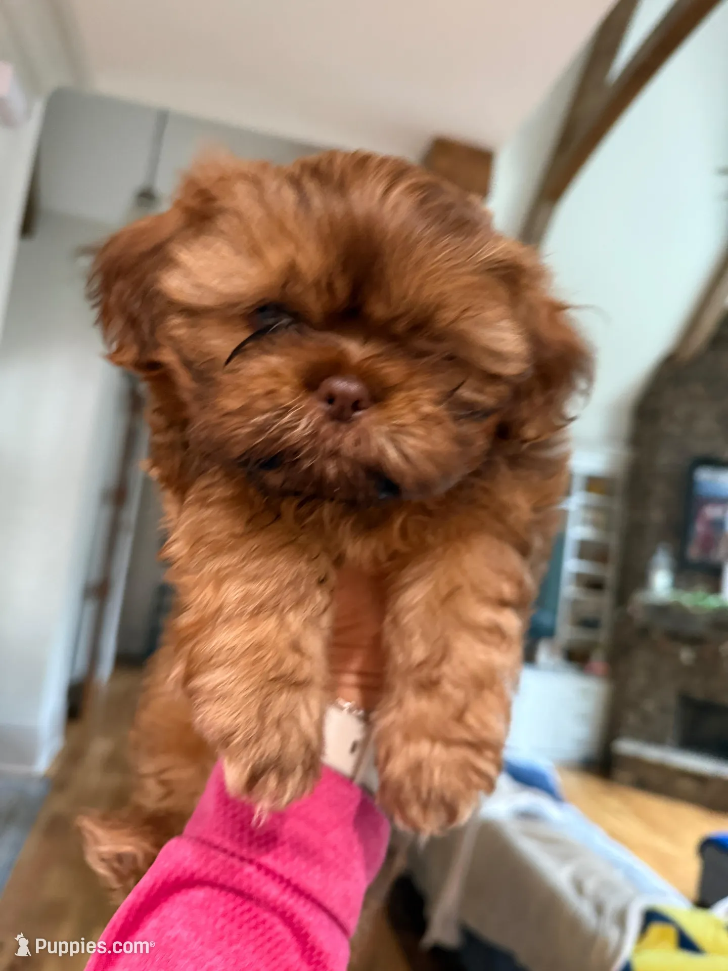 Buster – Shih Tzu puppy for sale in Cumming, GA