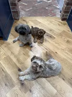 Buster, a male Shih Tzu for sale in Cumming, GA – Photo 6 of 6