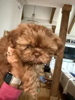 Buster, a male Shih Tzu for sale in Cumming, GA – Photo 2 of 6