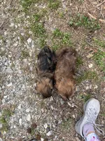 Buster, a male Shih Tzu for sale in Cumming, GA – Photo 4 of 6