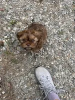 Buster, a male Shih Tzu for sale in Cumming, GA – Photo 5 of 6