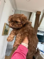 Buster, a male Shih Tzu for sale in Cumming, GA – Photo 3 of 6