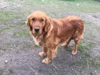 Molly, a  Golden Retriever for sale in Alberton, MT – 4 of 6