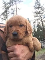 Remington, a male Golden Retriever for sale in Alberton, MT – 6 of 6