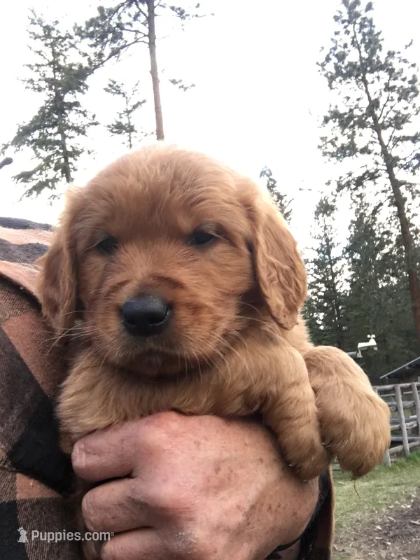 Ruger – Golden Retriever puppy for sale in Alberton, MT